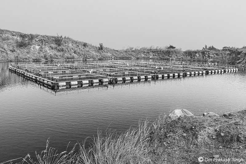 The abandoned mining pit with the floating cage fish farm at Nandna village, Dumka district, Jharkhand